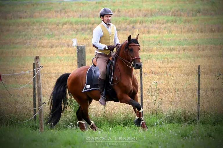 Stephan Günther Südsattel Sattelanprobe Working Equitation
